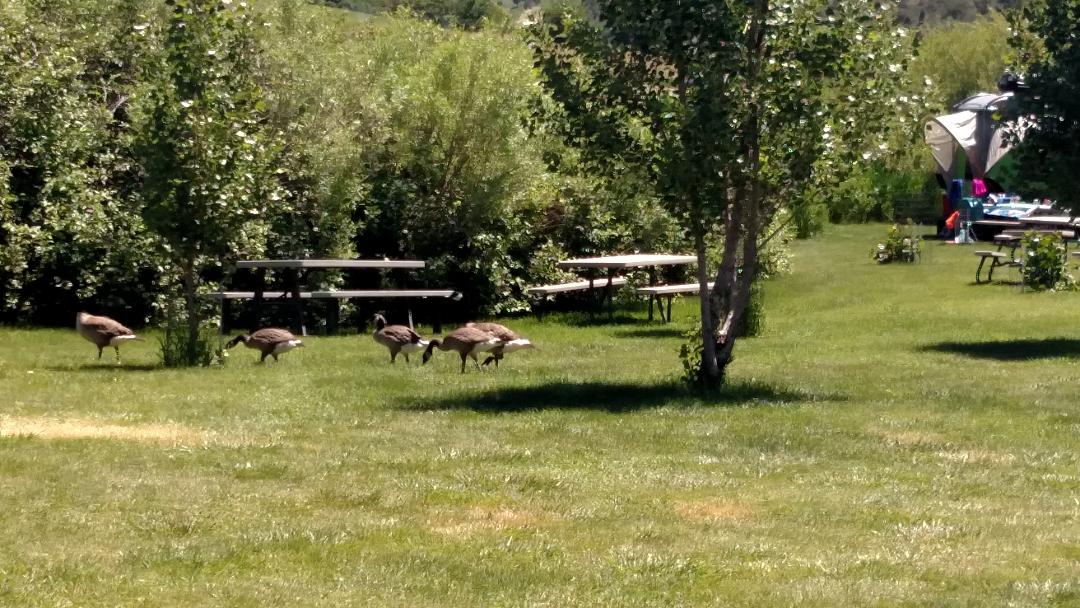 Portneuf Bend Campground in Lava Hot Springs, Idaho Home